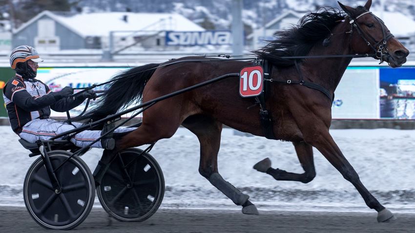Secret Snap tok tre første- og en annenplass i Vinterserien V75-kvalififseringene. Foto: hesteguiden.com
