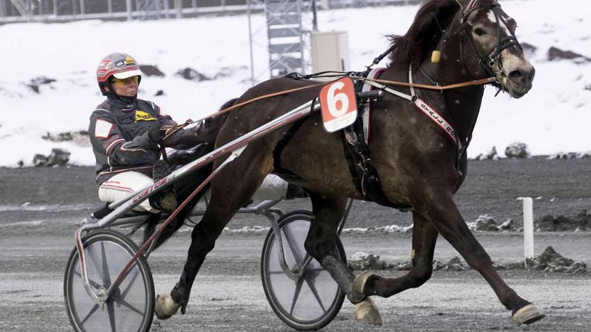Faks Trym var den flittigste poengplukkeren i Vinterserien Midt-Norge. Foto: hesteguiden.com