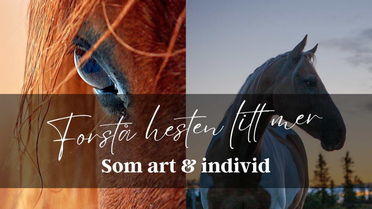 Trine Bøhndalen 2.png